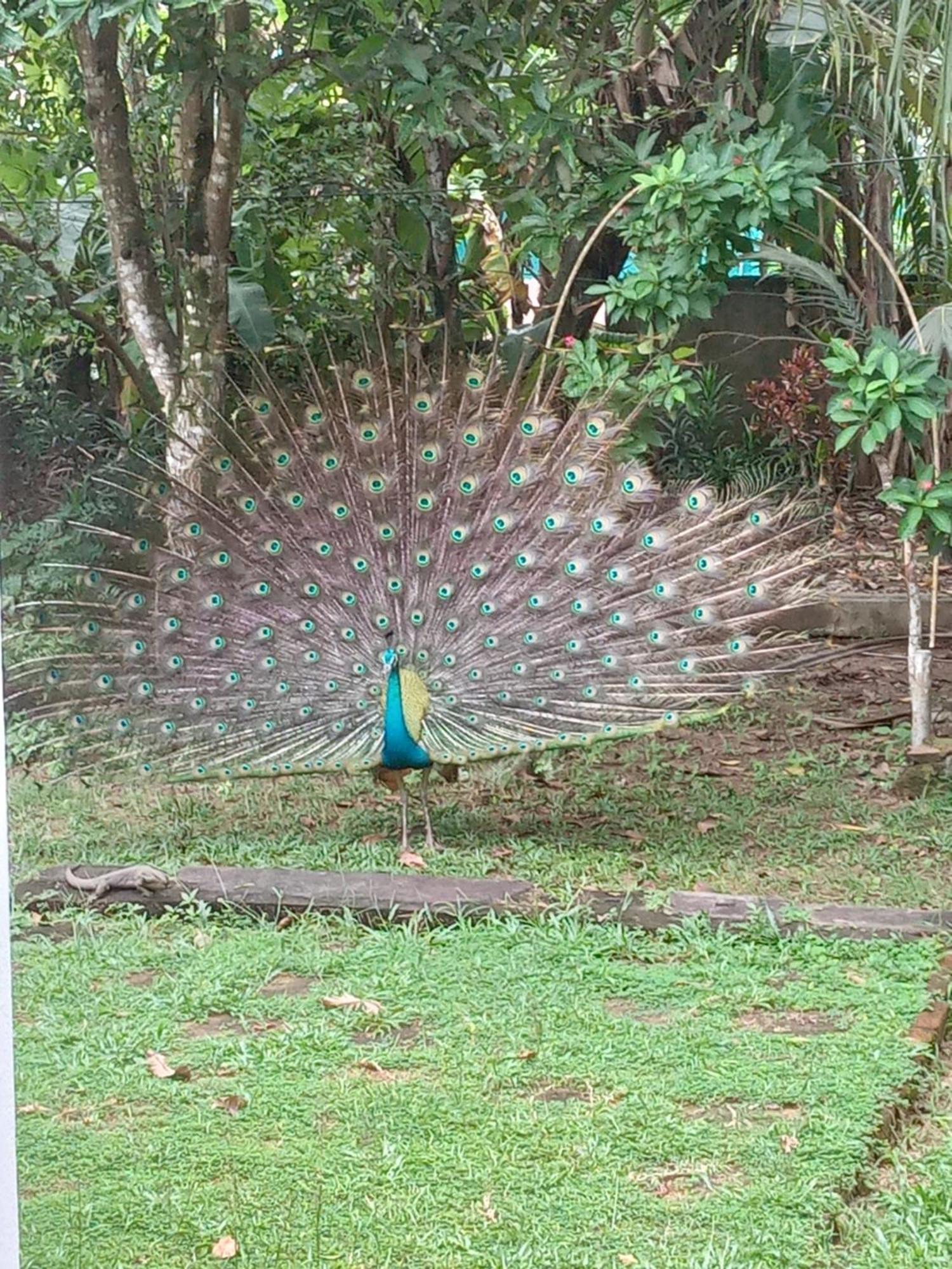 Bird Villa Galle Luaran gambar