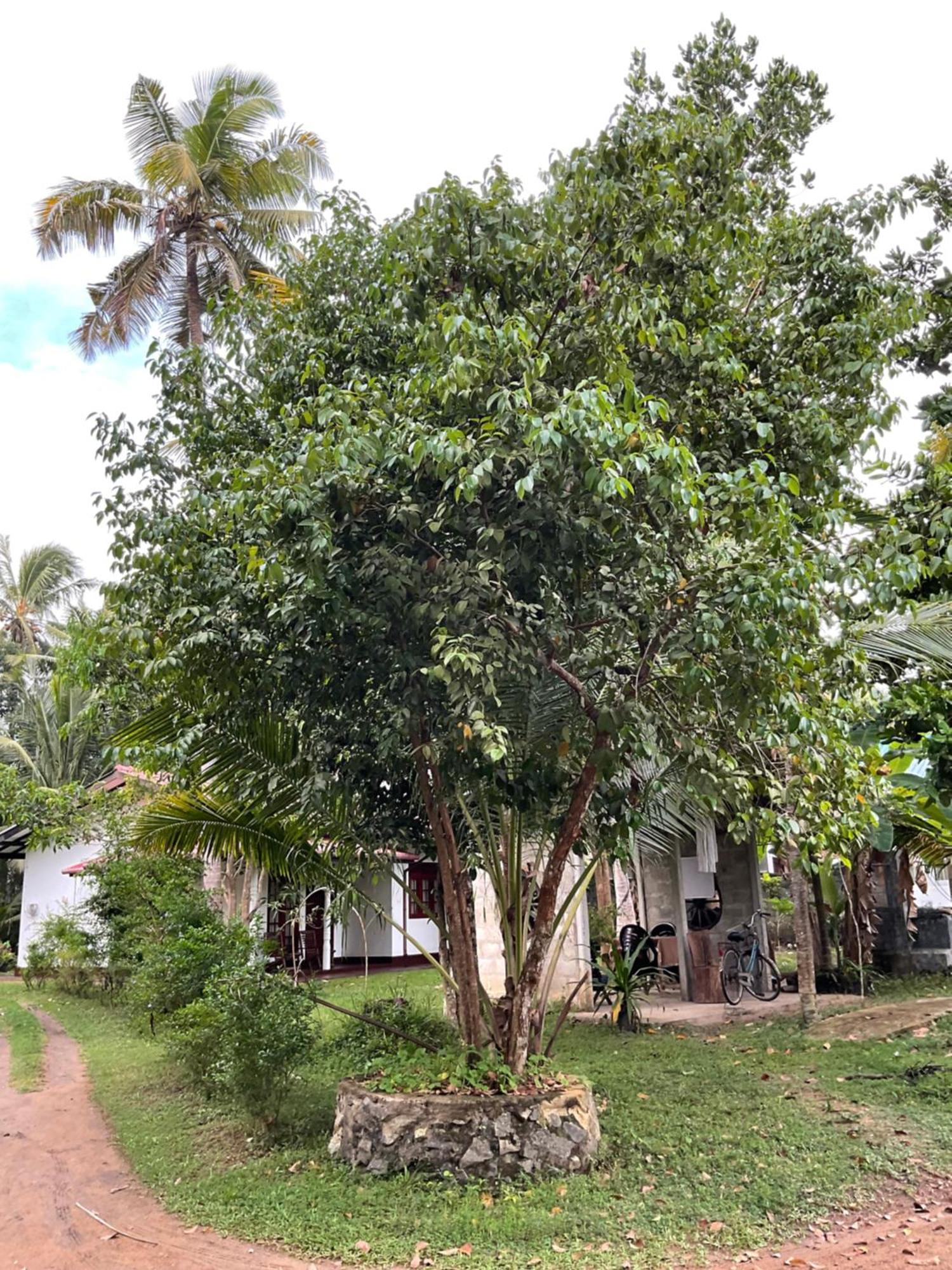 Bird Villa Galle Luaran gambar
